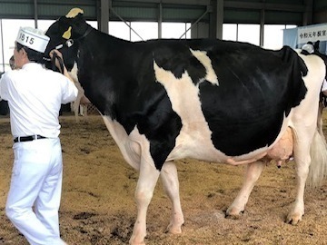 中川牧場(北海道)-4