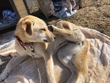 中川牧場(北海道)-5