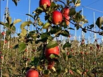 株式会社ファーマインド-top