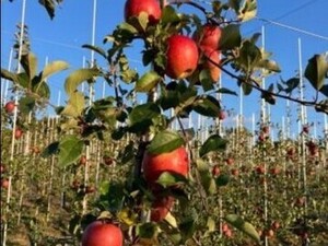 株式会社ファーマインド-top