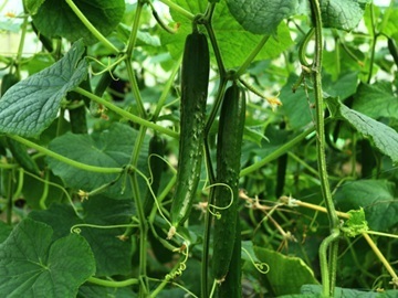 株式会社たまの農園出荷組合-top