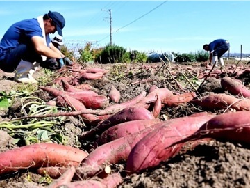 株式会社米杜氏農場-4