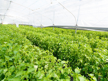 株式会社出来商店-1