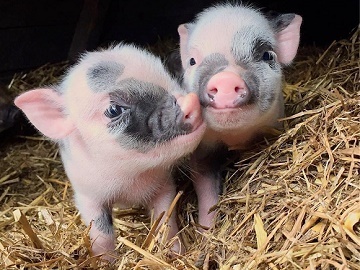 東京都目黒区×獣医師/法人【0926】-top