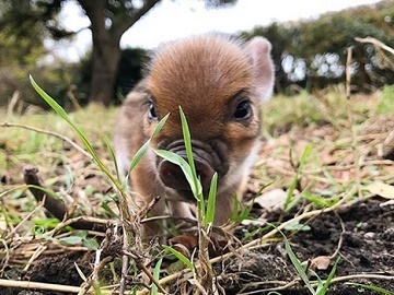 東京都目黒区×獣医師/法人【0926】-2
