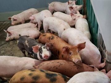 北海道真狩村×養豚/法人【42982】-top