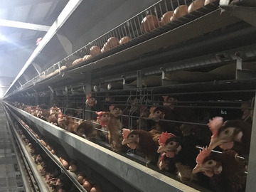 千葉県銚子市×養鶏/法人【43064】-top