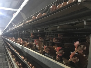 千葉県銚子市×養鶏/法人【43064】-top