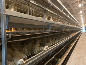 茨城県常陸大宮市×養鶏/法人【43072】-top