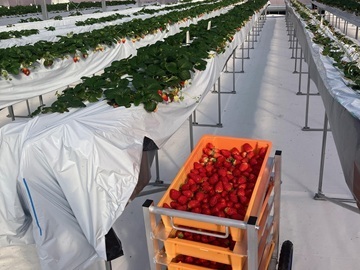 しのはらいちご園-2