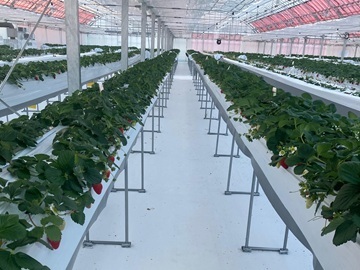 しのはらいちご園-1