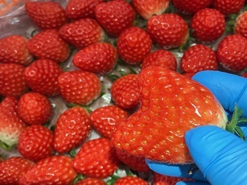 しのはらいちご園-3