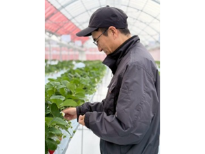 しのはらいちご園-top