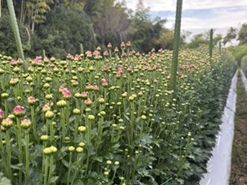 堅川ファーム-1