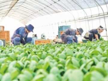 有限会社アクト農場-2