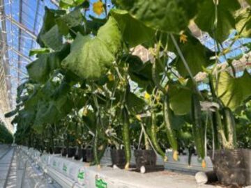 有限会社アクト農場-5