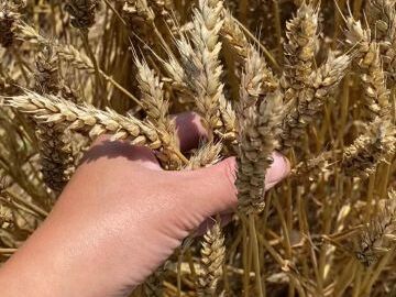 株式会社FARMひまわり【短期アルバイト】-4