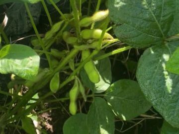 株式会社FARMひまわり【短期アルバイト】-5