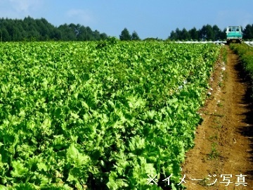 茨城県坂東市×露地野菜/法人【43084】-1