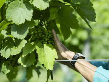 有限会社鶴沼ワイナリー-7