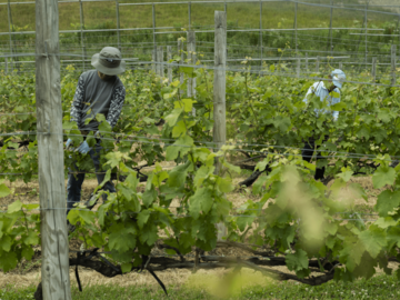 有限会社鶴沼ワイナリー-8