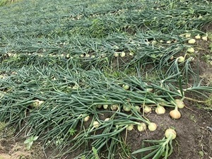 双日島育ち青果株式会社-top