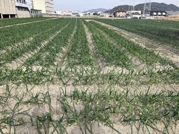 双日島育ち青果株式会社-1