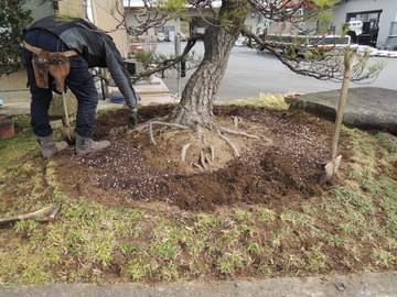 株式会社池田樹木医事務所-2