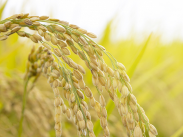 株式会社永石農産-2