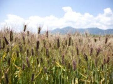 株式会社永石農産-3