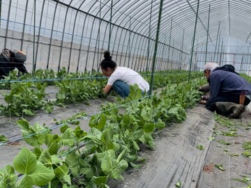 有限会社赤井川コロポックル村-8