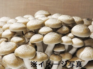 長野県中野市×施設野菜/法人【43089】-top