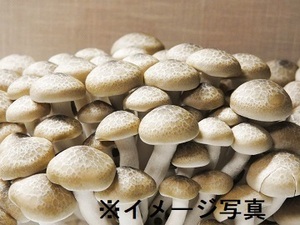 長野県中野市×施設野菜/法人【43089】-top