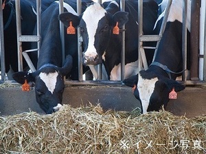 北海道標津町×酪農/個人【43092】-top