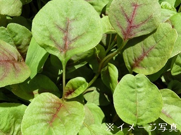 山形県鶴岡市×植物工場/法人【43095】-2