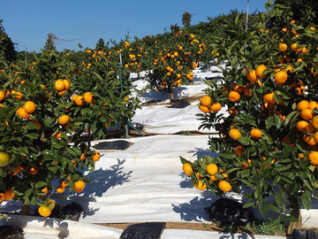 株式会社OKUBOFARM-1