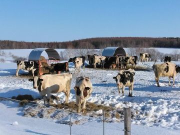 きくっち有機牛乳＆カラービーフ(菊地牧場)-4