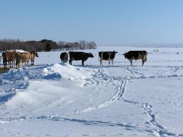 きくっち有機牛乳＆カラービーフ(菊地牧場)-5