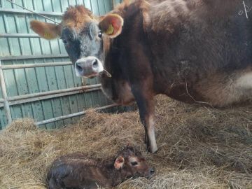きくっち有機牛乳＆カラービーフ(菊地牧場)-6