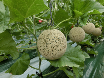 株式会社埼玉原種育成会-top