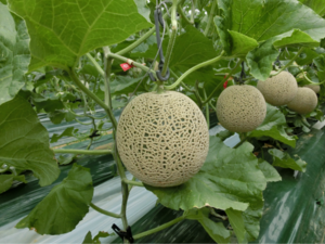 株式会社埼玉原種育成会-top