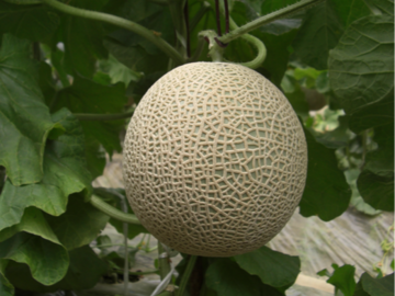 株式会社埼玉原種育成会-5