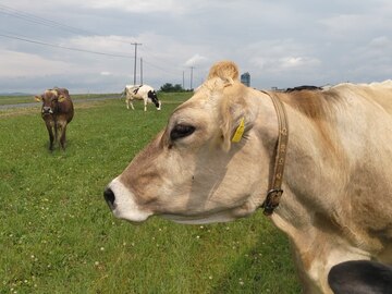 きくっち有機牛乳＆カラービーフ(菊地牧場)-1