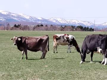 きくっち有機牛乳＆カラービーフ(菊地牧場)-2