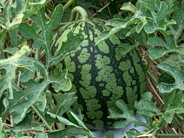 コンドウ農園-2