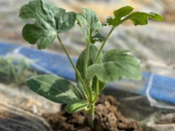 コンドウ農園-3