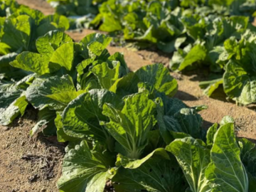 コンドウ農園-5