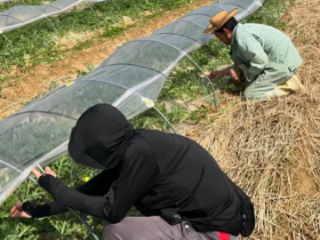 コンドウ農園-7