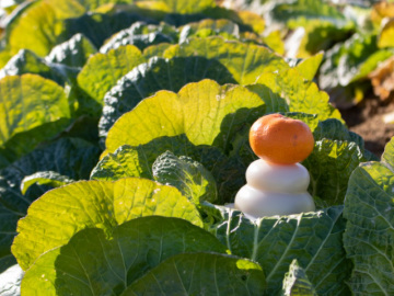 コンドウ農園-8