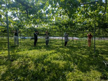 ゴヘイのぶどう園-3